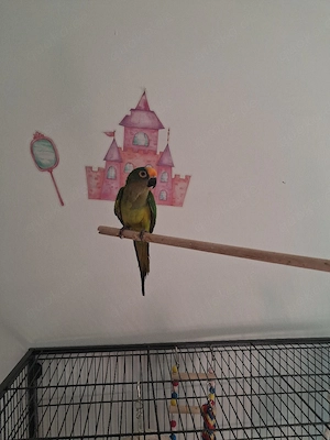 Goldstirnsittich papagei 