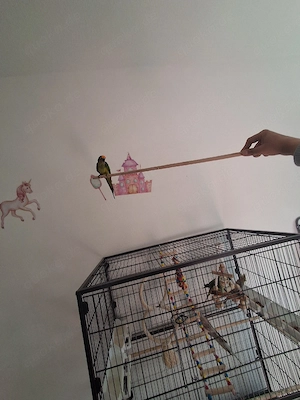 Goldstirnsittich papagei 