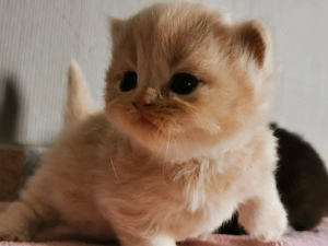 Wir haben wunderschöne BKH BLH Babys demnächst in liebevolle Hände abzugeben 