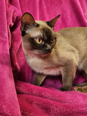Burma Kitten mit Stammbaum, Burmese, wenig haarende Katzen, Baby Katze# bkh, bengal, russisch blau Bild 5