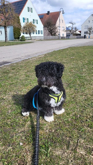  Havaneser Rüde (1 Jahr alt) sucht neues Zuhause