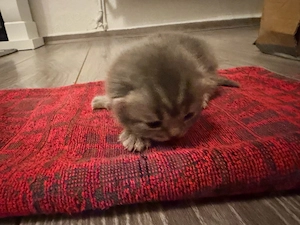 Babykitten männlich 