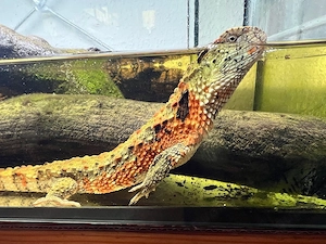 Shinisauru crocodilurus DNZ 2023