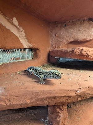 Leopardgeckos 