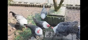    Bruteier von Brakel-Hühnern zu verkaufen   