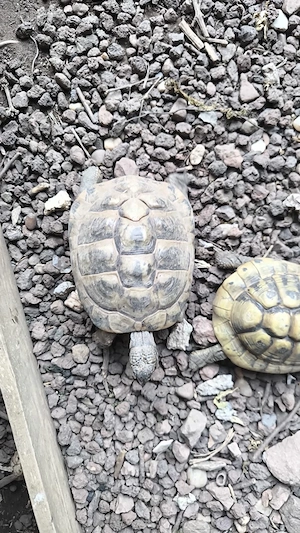 griechische Landschildkröten