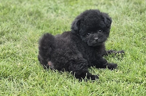 Pomapoo extrem süß Welpen ab sofort