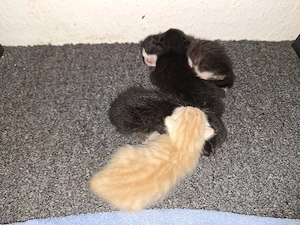 Roter Kater ab Ende Mai abzugeben