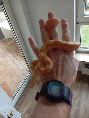 0,1 Sunglow Purple Keltic