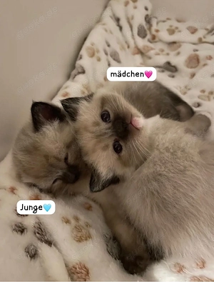 Ragdoll Kitten zum Reservieren 