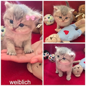 Süße BKH Kätzchen suchen neues Zuhause