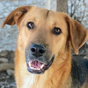 Ernesto, geb. ca. 01 2024, lebt in GRIECHENLAND, im städt. Tierheim Serres