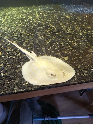 Albino Pearl Rochen  Bild 4