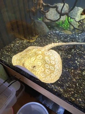 Albino Pearl Rochen  Bild 5