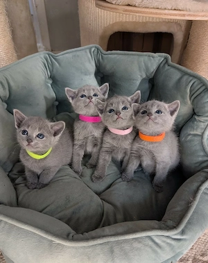 Wunderschönes Russisch Blau Kätzchen sucht ein liebevolles Zuhause.