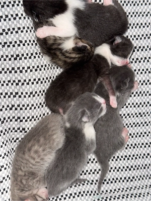 Kleine Pfötchen BKH Mix suchen ein Zuhause auf Lebenszeit!    