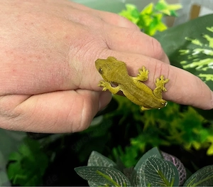 0.0.1 Kronengecko Baby