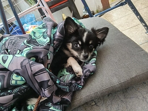 Chihuahua Mädchen abzugeben 