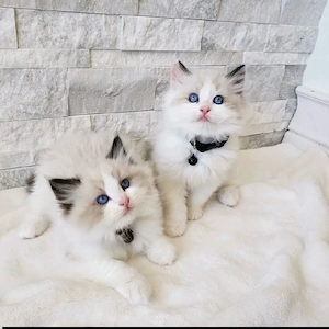 Ragdoll-Kitten. Ab Samstag, dem 30. Mai, bereit für ihr neues Zuhause   bereits geimpft und tierärzt Bild 3