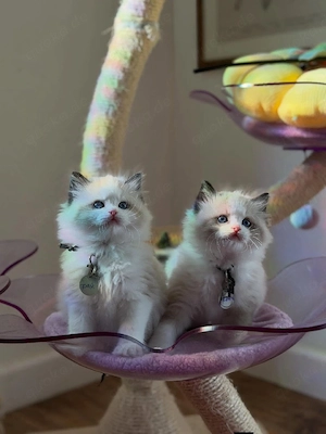 3 Heilige Birma Kitten Freigänger abgabebereit Bild 5