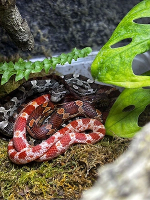 suche baby kornnattern