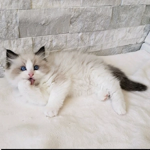 Ragdoll-Kätzchen. Ab Sonntag, dem 12. April, bereit für ihr neues Zuhause   bereits geimpft und tier