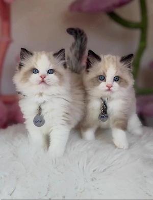 Ragdoll-Kätzchen. Ab Sonntag, dem 12. April, bereit für ihr neues Zuhause   bereits geimpft und tier