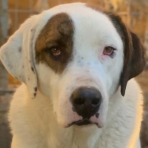 Mäx, geb. ca.01 2024, lebt in GRIECHENLAND, im städt. Tierheim Serres