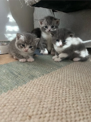 baby katzen zum verkaufen 