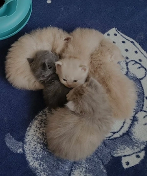 Britisch Langhaar Maincoon Mix Kitten Babys Welpen Katzen 