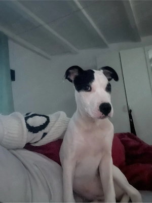 Labrador Amerikanische Bulldogge mix 