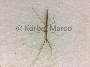 Annam Stabschrecken (Medauroidea extradentata)