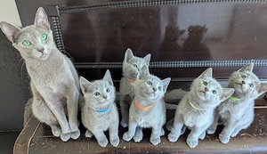 Süßes Russisch Blau Kitten abzugeben