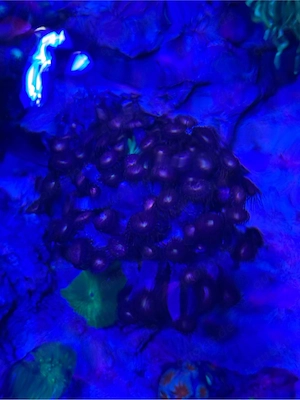 Meerwasser Koralle Aquarium