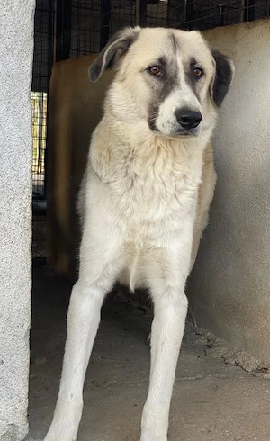 Sido, geb. ca. 02 2024, lebt in GRIECHENLAND, im städt. Tierheim Serres Bild 6