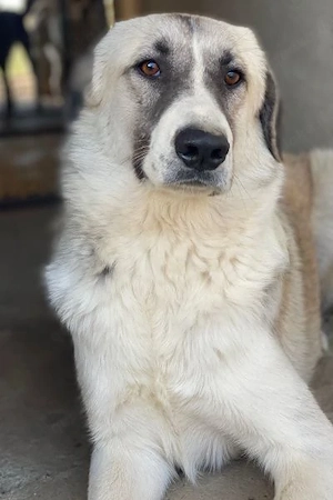 Sido, geb. ca. 02 2024, lebt in GRIECHENLAND, im städt. Tierheim Serres Bild 8