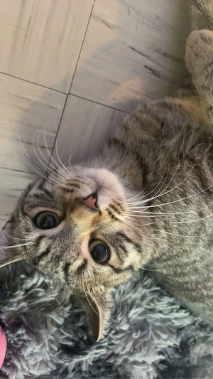 bobby sucht ein liebevolles neues zuhause 