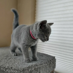 Liebevolles Russisch Blau Kätzchen sucht neues Zuhause.