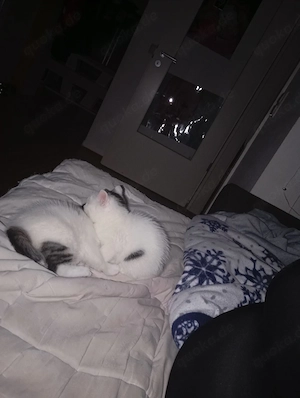 2babykatzen zu verkaufen 