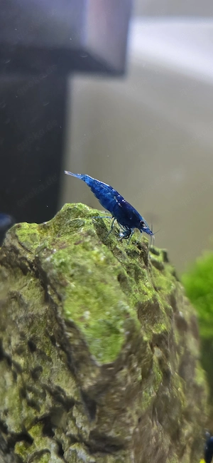 Neocaridina Blue Dream | Blaue Garnele | Zwerggarnelen
