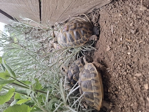 Griechische Landschildkröten 5-12 Jahre 