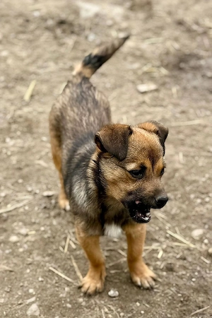 Emely mag Streicheleinheiten Bild 5