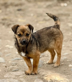 Emely mag Streicheleinheiten Bild 2