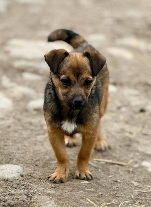 Emely mag Streicheleinheiten Bild 3