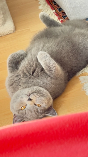 Sanfte BKH-Prinzessin sucht neues Körbchen auf Lebenszeit   