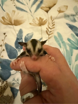 *RESERVIERT* Sugar Glider 2.0 Jungtiere, Kurzkopfgleitbeutler Bild 4