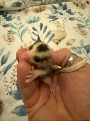 *RESERVIERT* Sugar Glider 2.0 Jungtiere, Kurzkopfgleitbeutler Bild 6