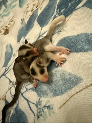 *RESERVIERT* Sugar Glider 2.0 Jungtiere, Kurzkopfgleitbeutler Bild 7