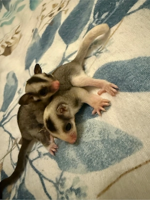 Sugar Glider 2.0 Jungtiere, Kurzkopfgleitbeutler