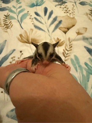 *RESERVIERT* Sugar Glider 2.0 Jungtiere, Kurzkopfgleitbeutler Bild 5
